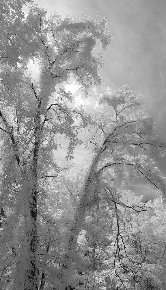 Infrared Photo of Backlit Trees.